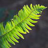 Possibly an Evergreen Sword Fern