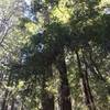 Groves of redwoods.