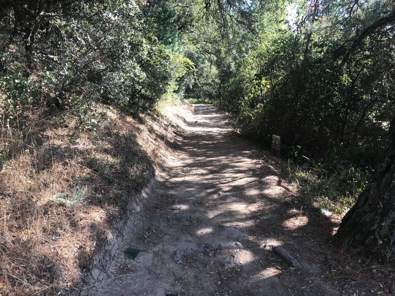The trail as it approaches Alpine Pond.