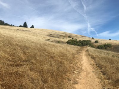 The trail cuts through the fields in Skyline Ridge OSP.