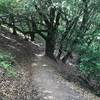 The trail as it makes its way through the woods. The oak trees are large throughout the woods.