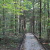 Sand Cave Trail boardwalk just past the trailhead