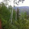 View from an opening in the trees along the Shadyside Trail.