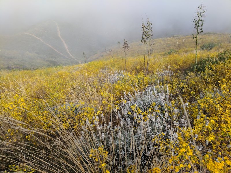 Coastal fog and low clouds helps keep some wildflowers blooming through early July.