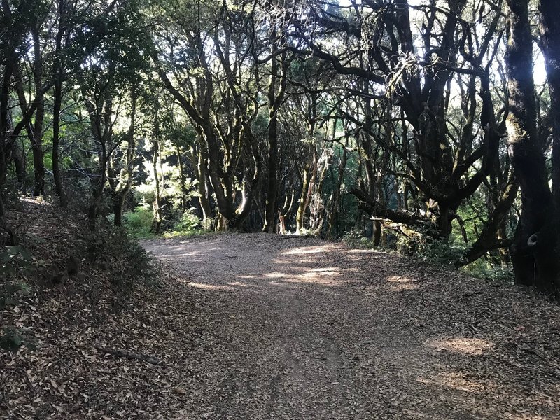 The trail descends through the woods as it makes its way toward Alpine Pond.