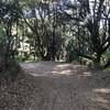 The trail descends through the woods as it makes its way toward Alpine Pond.