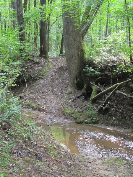 Creek crossing on the Log Jump Trail.