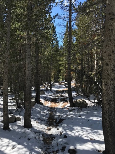 Nice forest views on the way up the Tyee Lakes Trail.