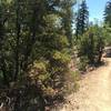 Ponderosa pine, manzanita, and oak is the main type of vegetation cover. Pretty thin, so it doesn't provide a lot of shade in the middle of the summer!