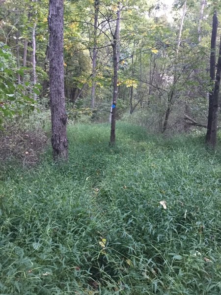 Trail through wild, fairly unmaintained country rife with tall grass, spiky bushes, and thickets.