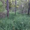 Trail through wild, fairly unmaintained country rife with tall grass, spiky bushes, and thickets.