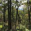 Looking through the woods toward Douthat.