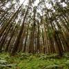 Running through a mature plantation on the way to Benvie Gardens