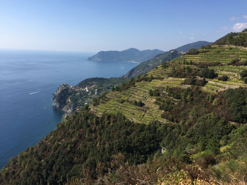 Beautiful views of terraced vineyards, Corniglia, and the sea!