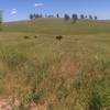 Bisons in Black Hills National Forest