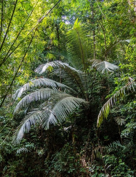 Rainforest foliage