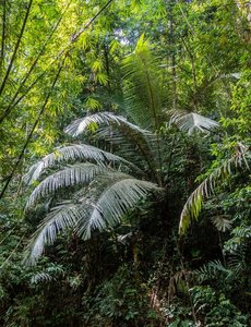 Rainforest foliage