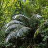 Rainforest foliage