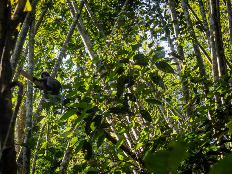 Spectacled langur playing in the bamboo near the trail