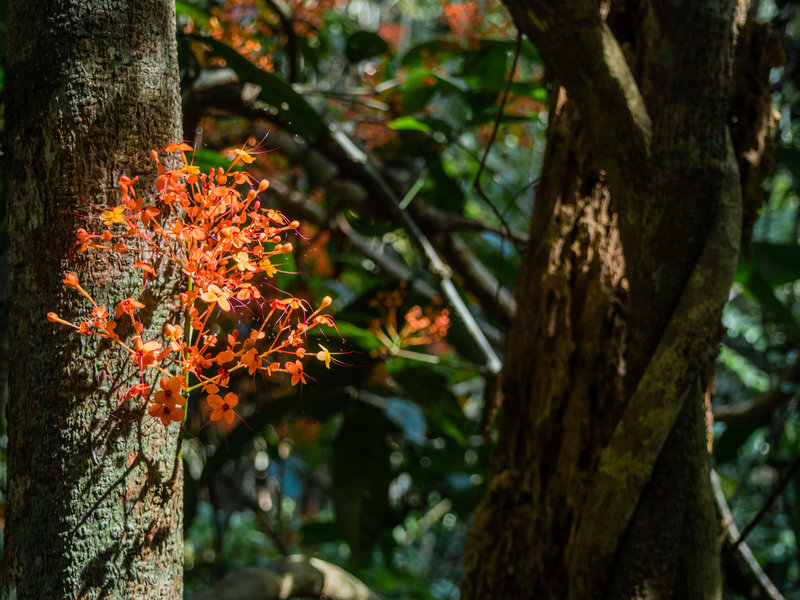 Flowers grow everywhere here.