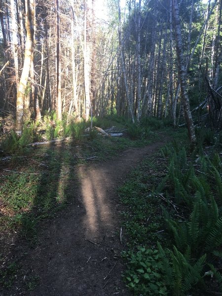 The old road bed now supports the singletrack down the hill.