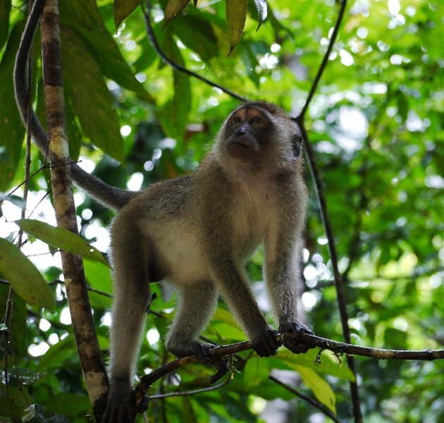 Khao Sok monkey.