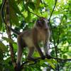 Khao Sok monkey.