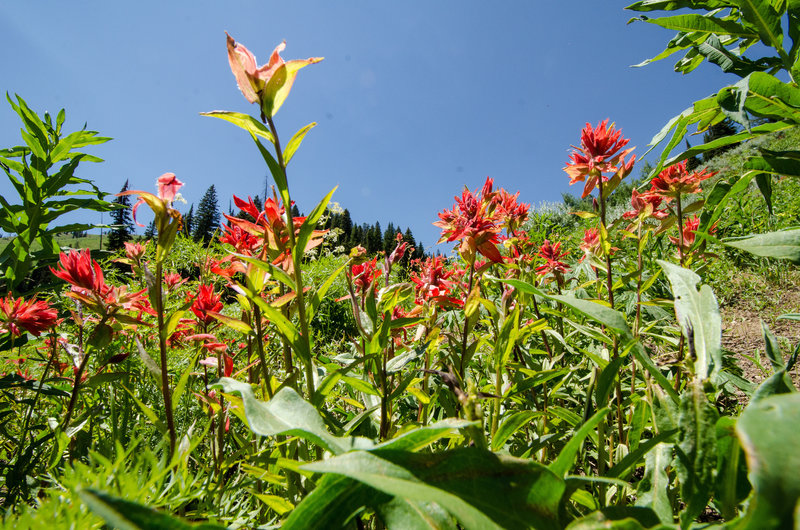 Pretty red painbrush flowers in the Tetons.