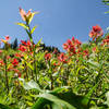 Pretty red painbrush flowers in the Tetons.