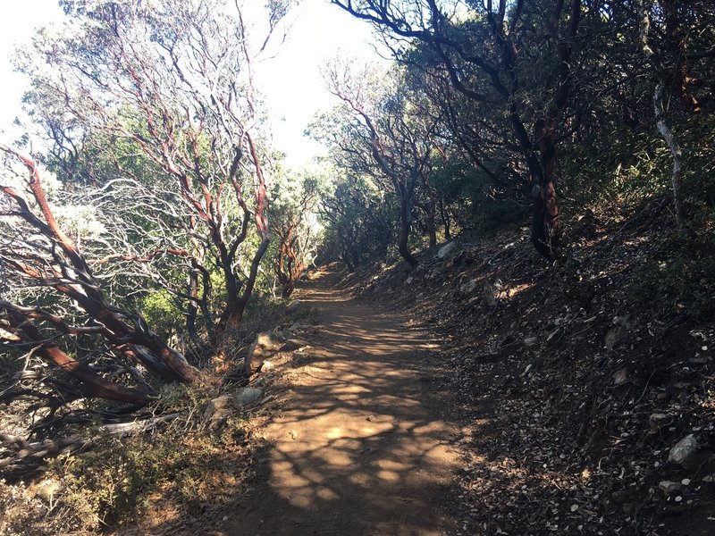 Along the Mount Umunhum Trail.