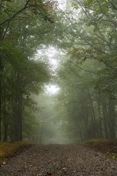 A misty morning on the rolling dirt/gravel road on the Brush Mountain ridgeline section of the Horse Nettle Trail.