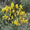 Orchids getting to the Paramo