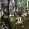 Rocky Branch Trail yellow blazes