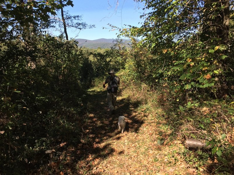 Mountains peaking over tunnel of vegetation on Rocky Branch Trail