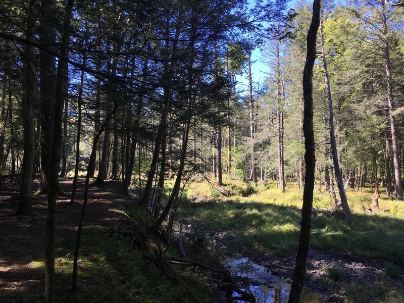 Trout-filled stream.