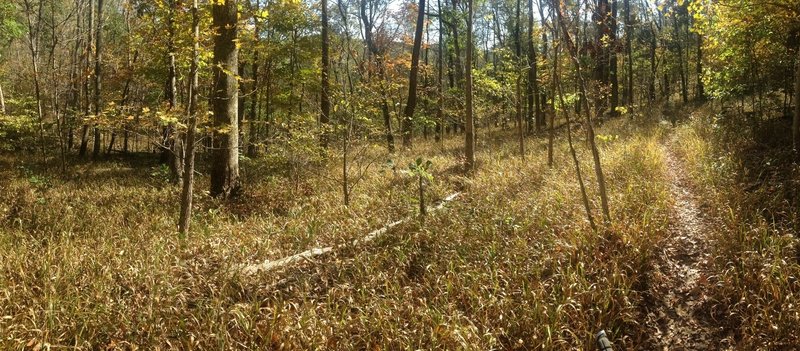 A beautiful clearing on the Adventure Hiking Trail, before the last descent to Cold Friday Road.