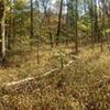 A beautiful clearing on the Adventure Hiking Trail, before the last descent to Cold Friday Road.