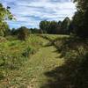 Grassy trail through a meadow.