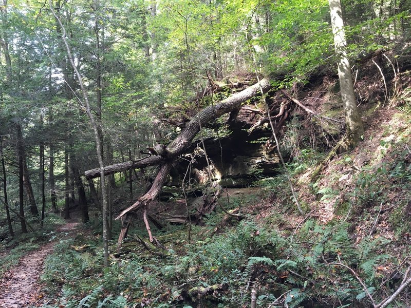 Trail on the left with outcrop and fallen tree