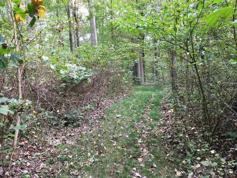 Grassy section of trail