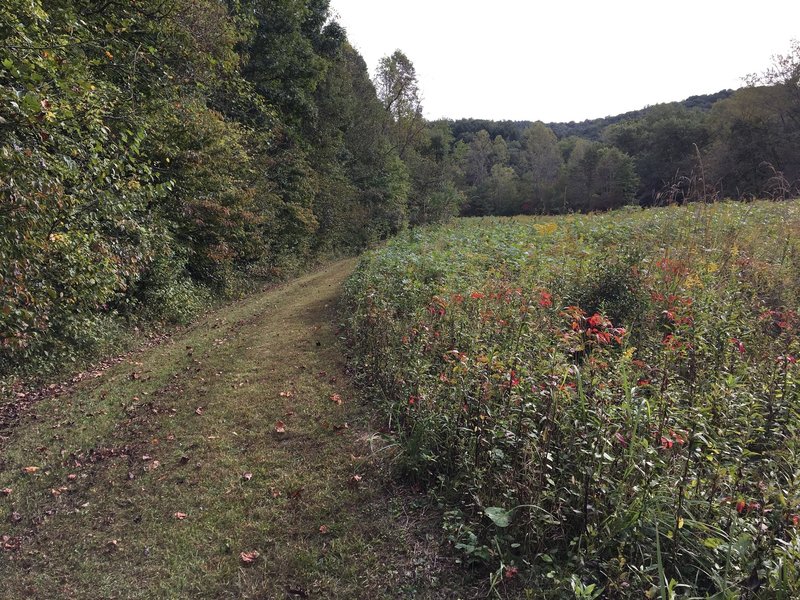 Grassy trail and prairie meadow