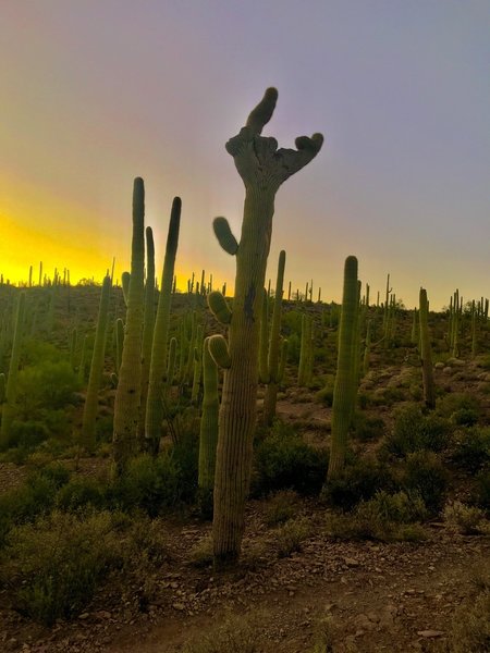 A rare Crested Saguaro.