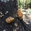 Chicken of the woods. Local flora and fauna.