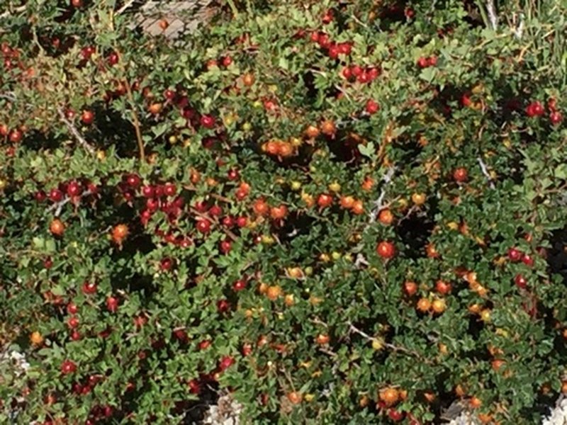 Wild Berries, local floral and fauna.