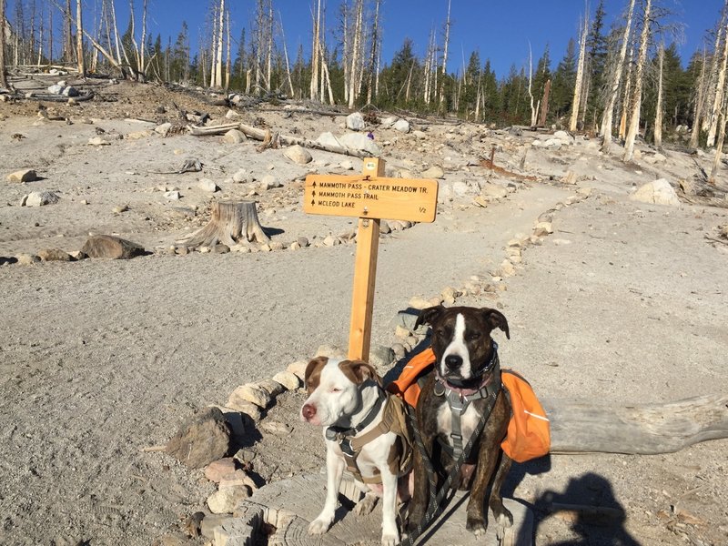 Leashed and well-behaved dogs are ok.