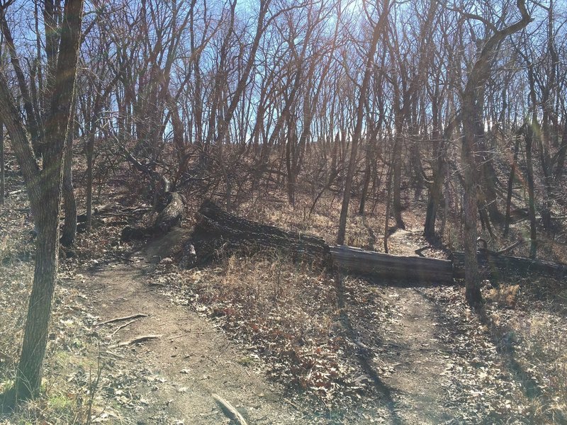 A tree crossing.