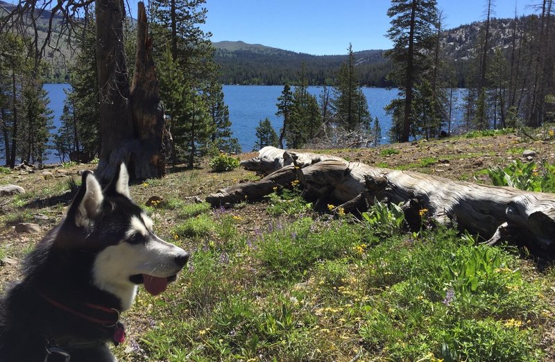 South shore of Caples Lake.