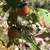 Some American Persimmons on the Eno River.