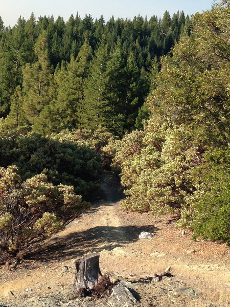 Mixed forest along Elliott Ridge Trail.