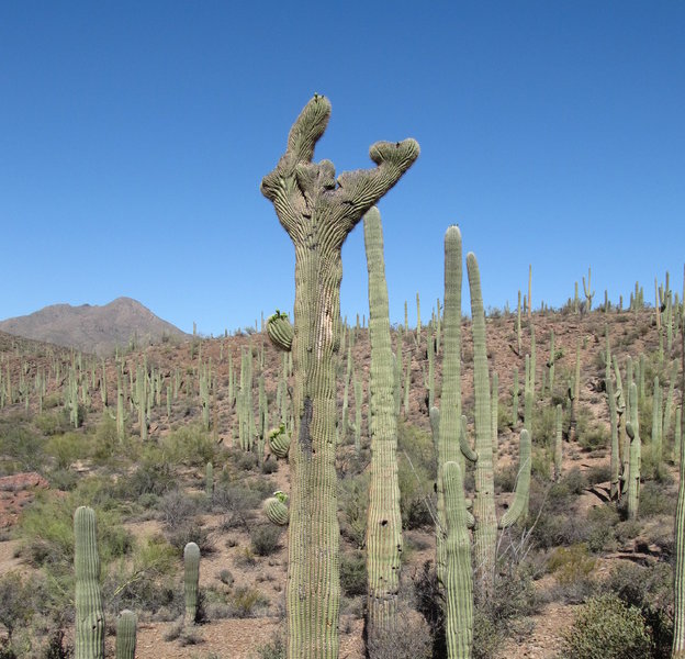 The rare Crested Saguaro Cactus.